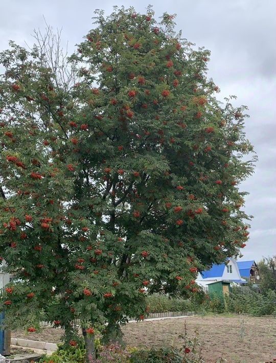 дом г Нижневартовск снт Автомобилис ТСН, ул. Автомобилистов фото 2