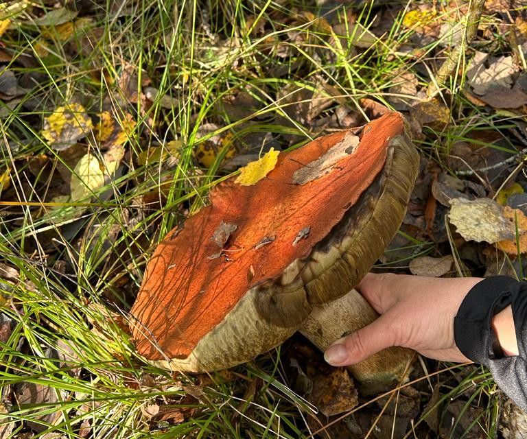 земля р-н Чудовский г Чудово ул Ольховая 35 фото 9