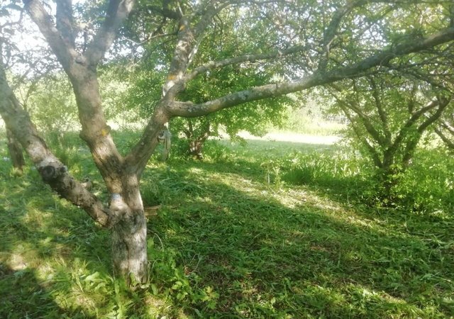 с Захарово садоводческое товарищество Колесня фото