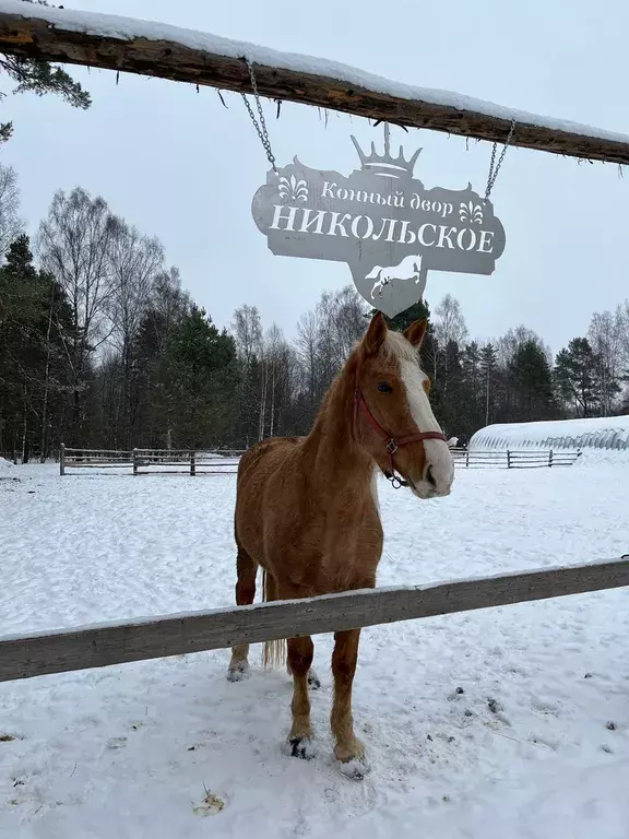 дом р-н Ржевский д Рогово 14, Сытьково фото 17