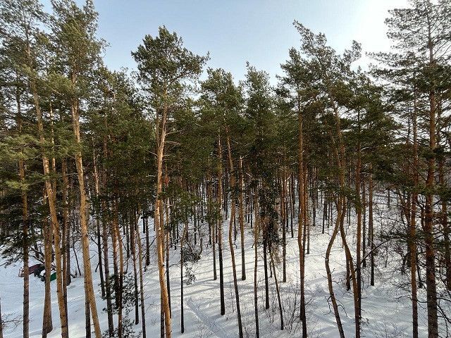 квартира г Новосибирск ул Зеленая Горка 11 городской округ Новосибирск фото 10