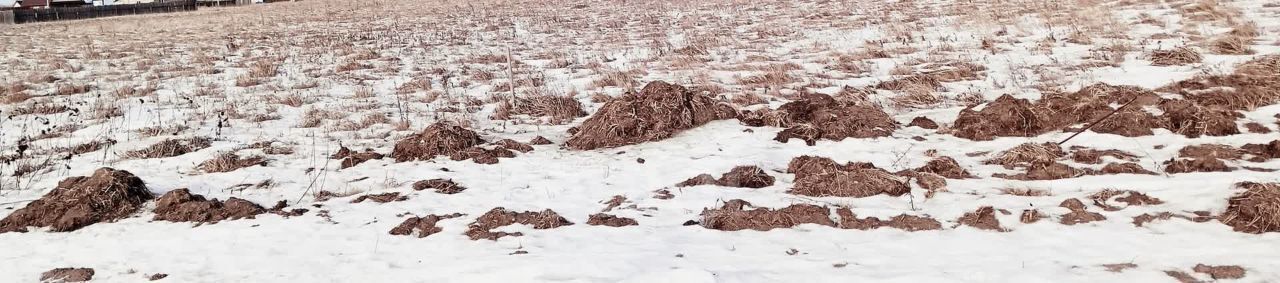 земля р-н Алтайский с Белый Яр фото 2