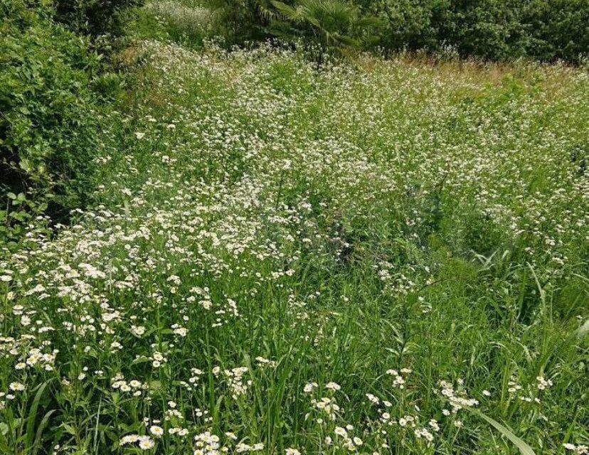 земля г Сочи ул Иванова Поляна городской округ Сочи фото 2