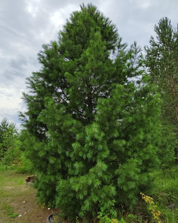 земля р-н Невьянский г Невьянск Верх-Нейвинский, СНТ Дачное фото 2