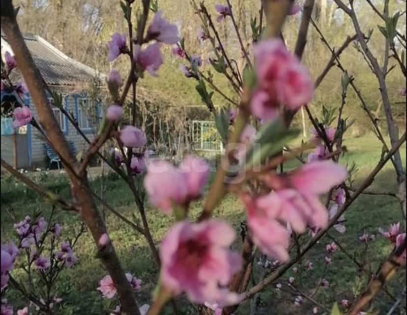 земля г Невинномысск тер садоводческого некоммерческого товарищества Водник-1 городской округ Невинномысск фото 7