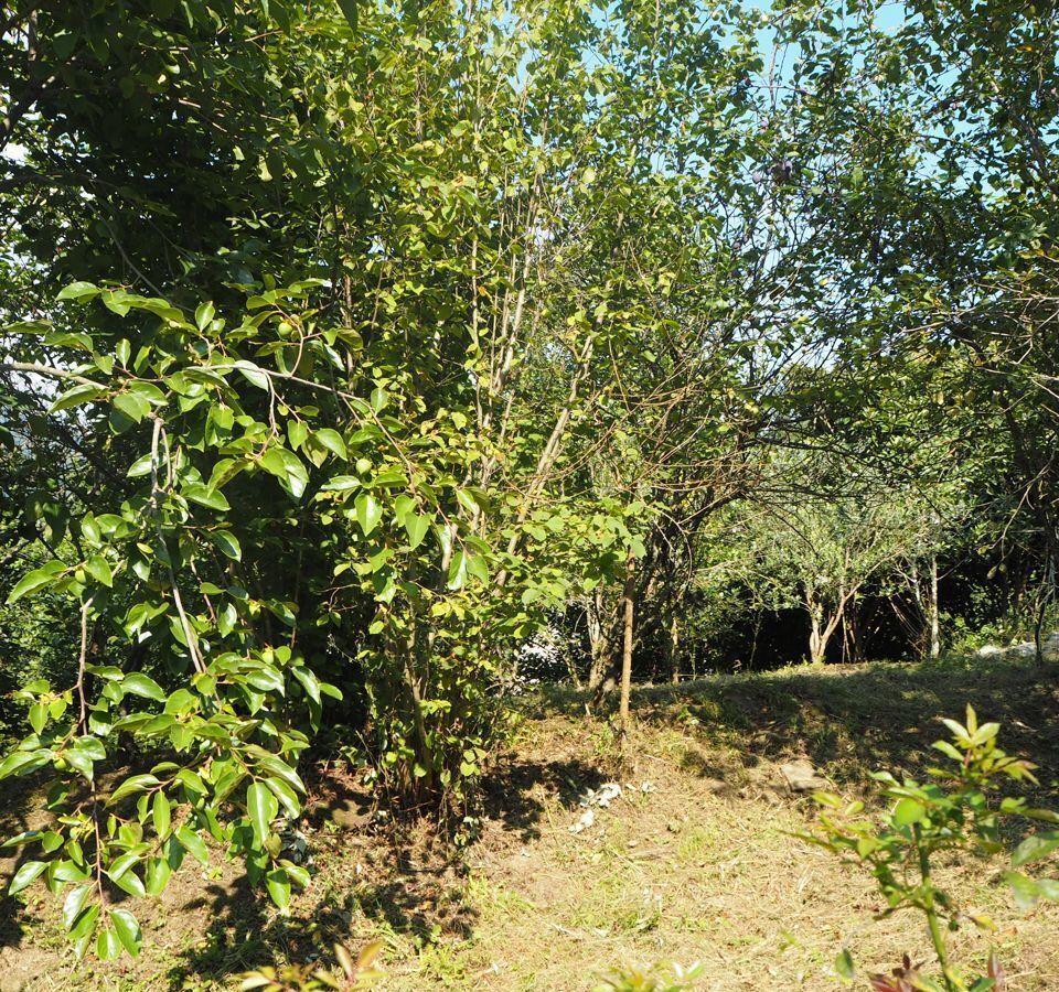 земля г Сочи р-н Адлерский с Вардане-Верино садоводческое товарищество Вагонник, 123 фото 6