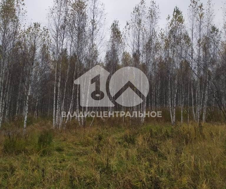 земля р-н Новосибирский дачное некоммерческое партнерство Лазурный берег фото 5