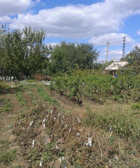 земля г Волгодонск потребительское общество Товарищество огородников Рассвет фото 1
