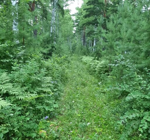 д Таскино Красноярск фото