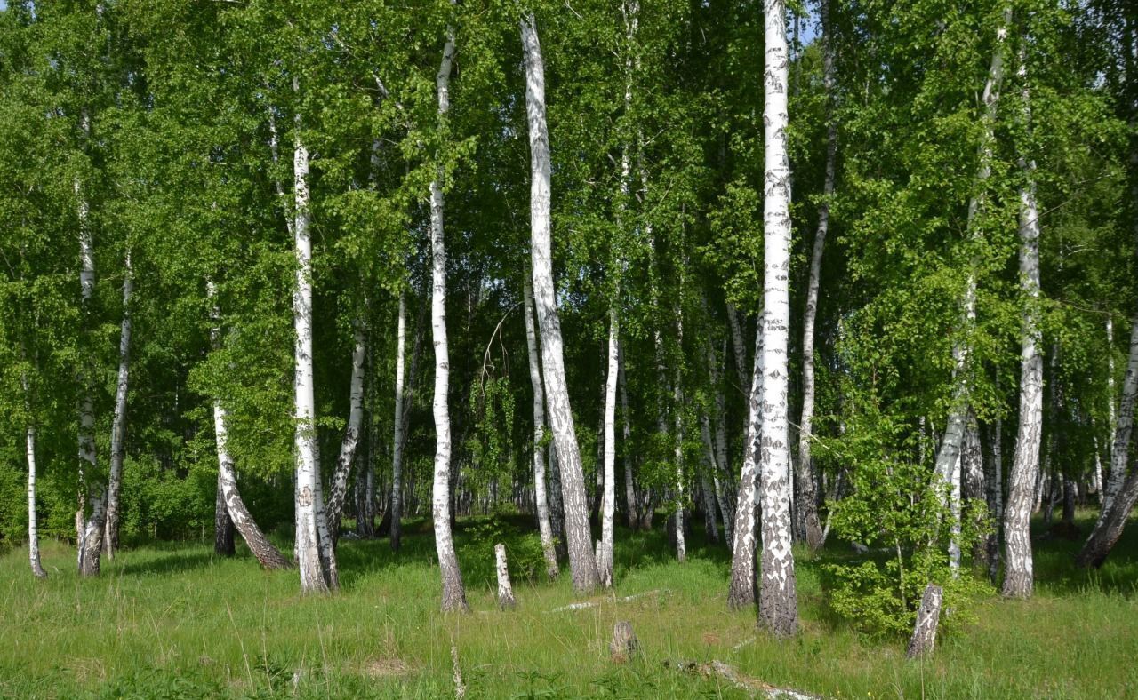 земля р-н Кетовский д Лукино Курган фото 3