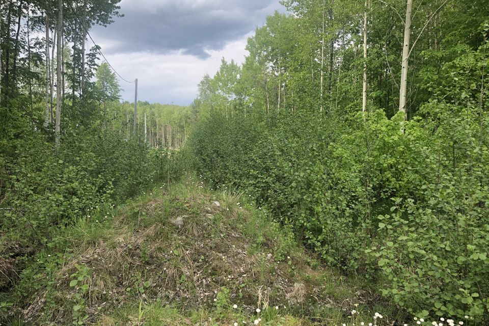 земля Берёзовский городской округ, СНТ Меркурий фото 1