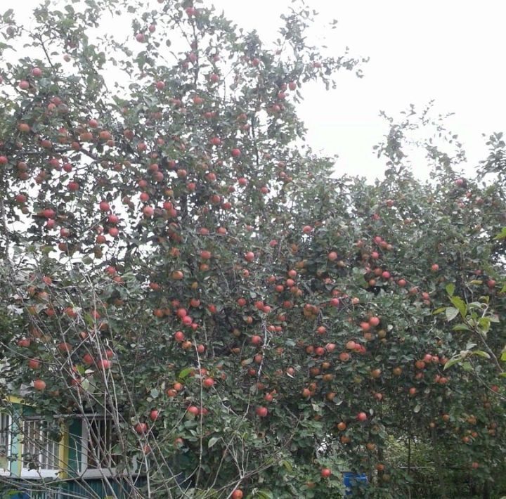 дом р-н Вышневолоцкий снт Рябинка фото 5