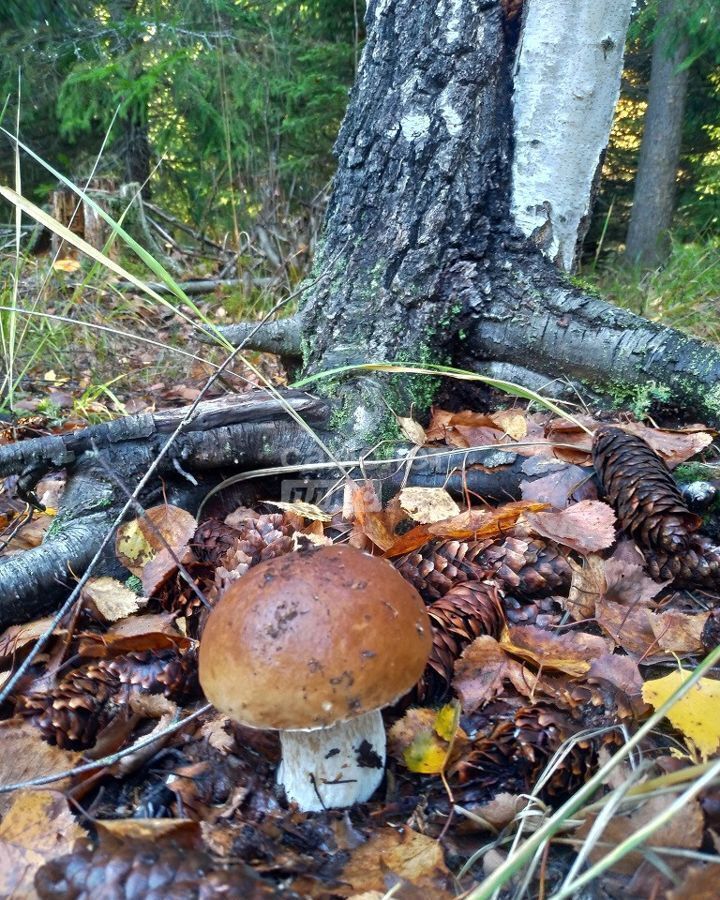 земля городской округ Дмитровский д Липино ул Советская 8 Дубна фото 13