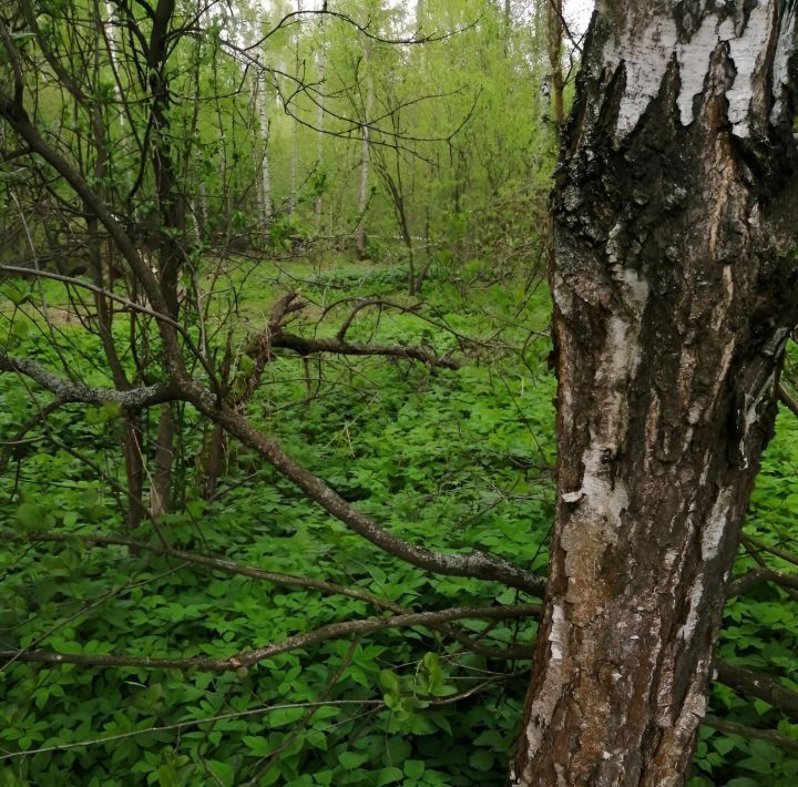 земля городской округ Орехово-Зуевский д Халтурино снт Олимпиец фото 4