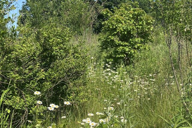 Артёмовский городской округ, садовое некоммерческое товарищество Нарцисс фото