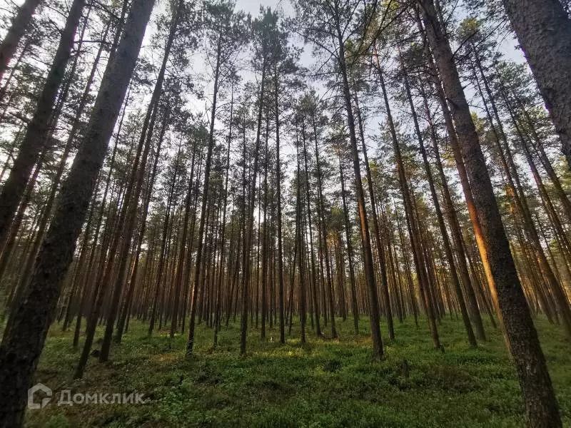 земля р-н Лужский городской посёлок Толмачёво фото 7