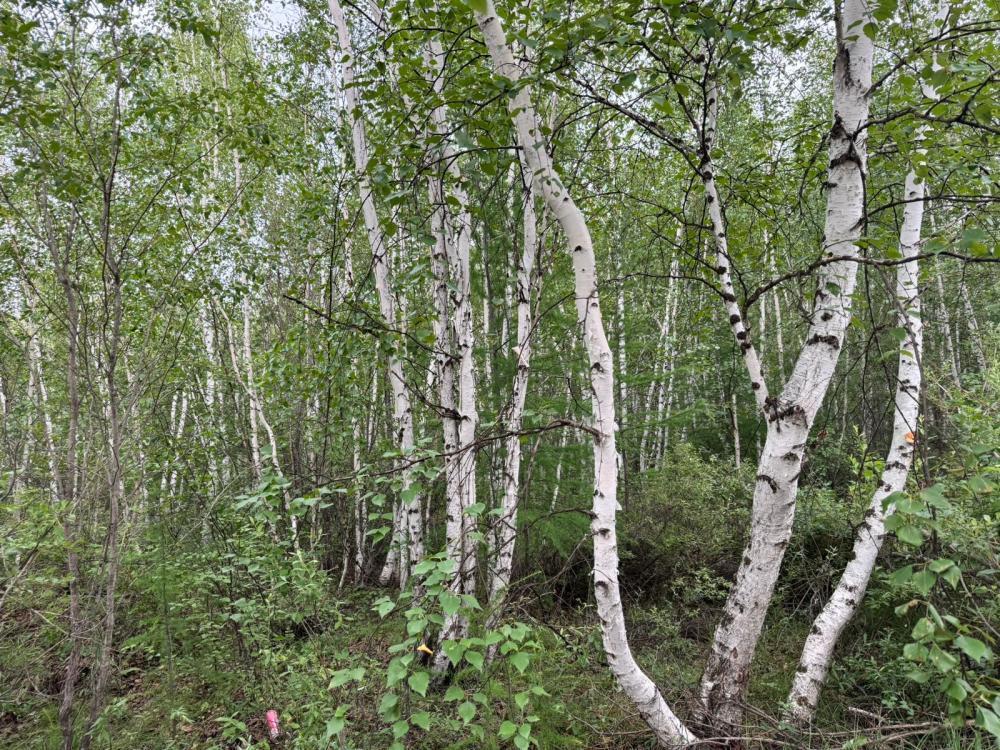 земля г Якутск тракт Вилюйский Республика Саха Якутия фото 5