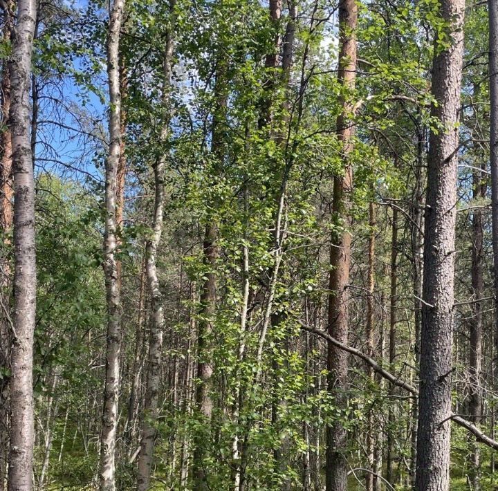 земля р-н Кольский г Кола городское поселение, Брусникино-3 кп фото 1