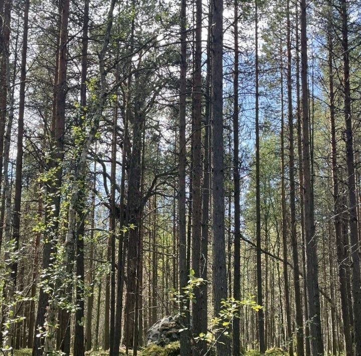 земля р-н Кольский г Кола городское поселение, Брусникино-3 кп фото 2