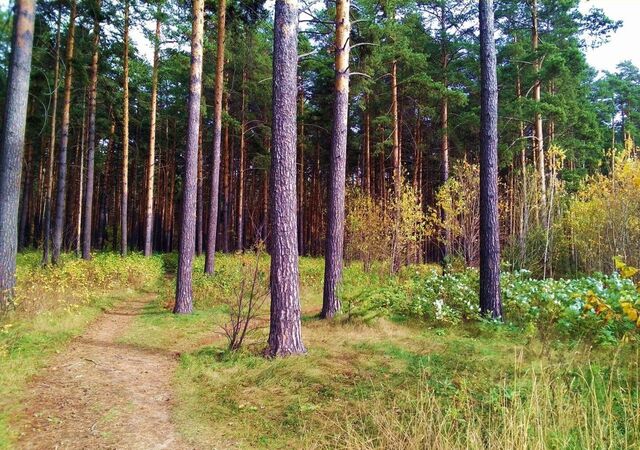 земля 3 км, ПСК Серебряные Ручьи, Московская обл., Одинцовский г. о. фото