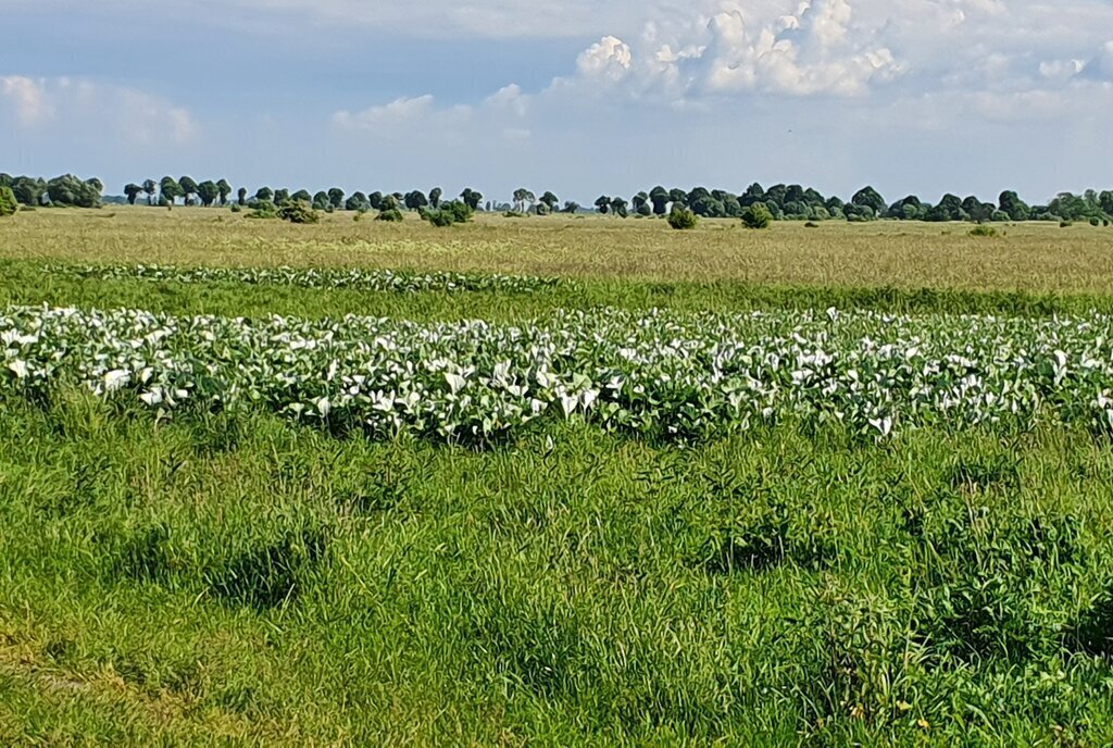 земля р-н Зеленоградский г Зеленоградск фото 1
