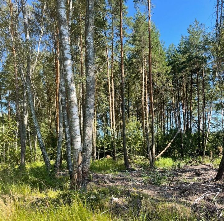 земля городской округ Раменский Фенино Лесное кп фото 43