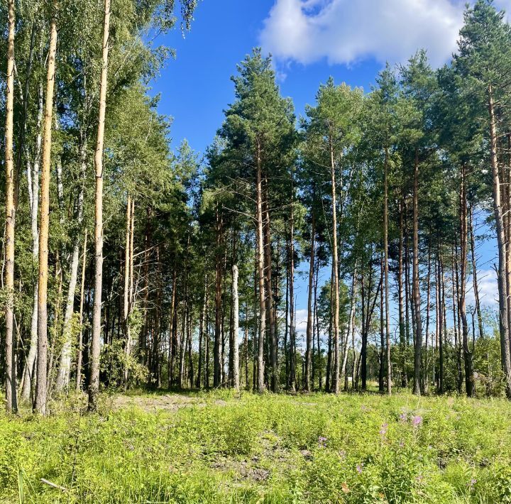 земля городской округ Раменский Фенино Лесное кп фото 2