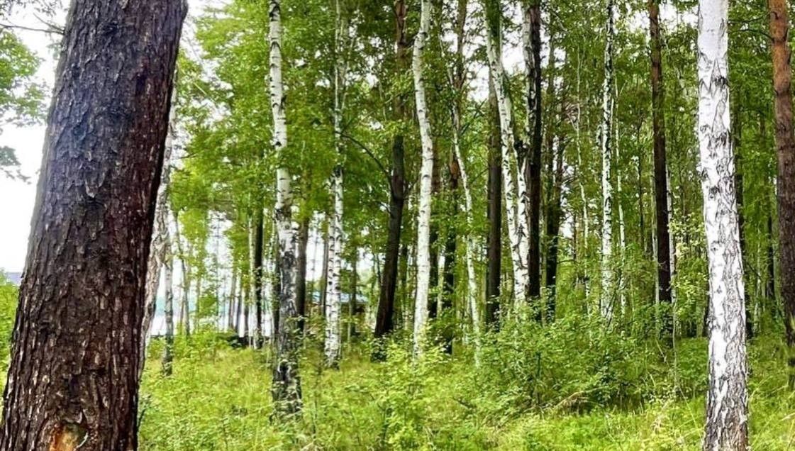 земля р-н Иркутский днт Падь Еловая Ушаковское муниципальное образование, ДНТ, проезд 1-й Южный фото 1