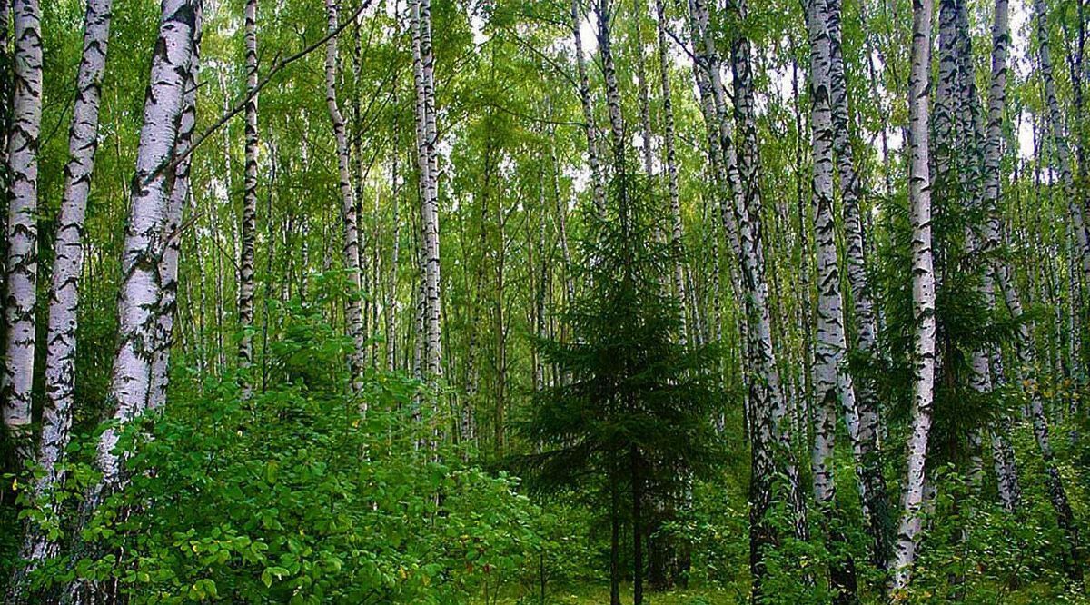 дом городской округ Чехов д Детково фото 16