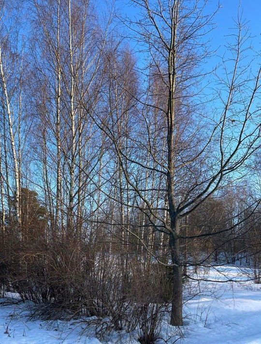 земля городской округ Одинцовский д Солослово Одинцово фото 2