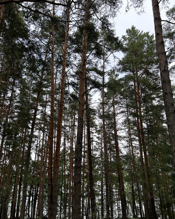 земля р-н Приозерский п Саперное Трасса Сортавала, 79 км, Громовское сельское поселение, ДНП Надежда фото 5