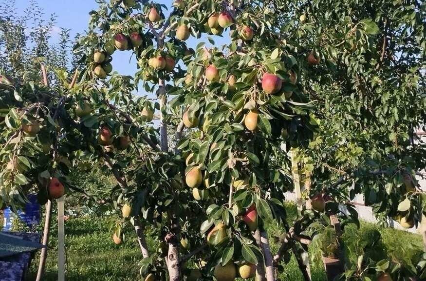 дом р-н Белгородский п Северный ул Белгородская рабочий посёлок Северный фото 7