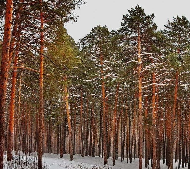 земля городской округ Истра д Чесноково 9746 км, коттеджный пос. Бенилюкс, Красногорск, Минское шоссе фото 1