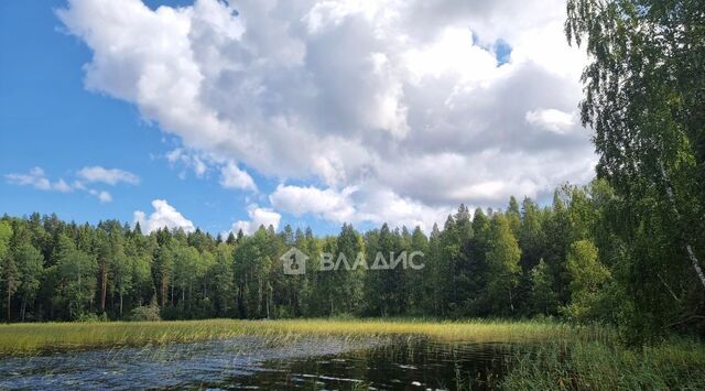 д Гомсельга снт Экспресс Кончезерское с/пос, СОТ фото