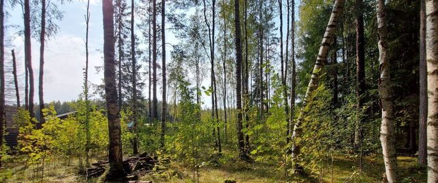 земля Юкковское с/пос, Дачное некоммерческое партнерство Лесной хут фото