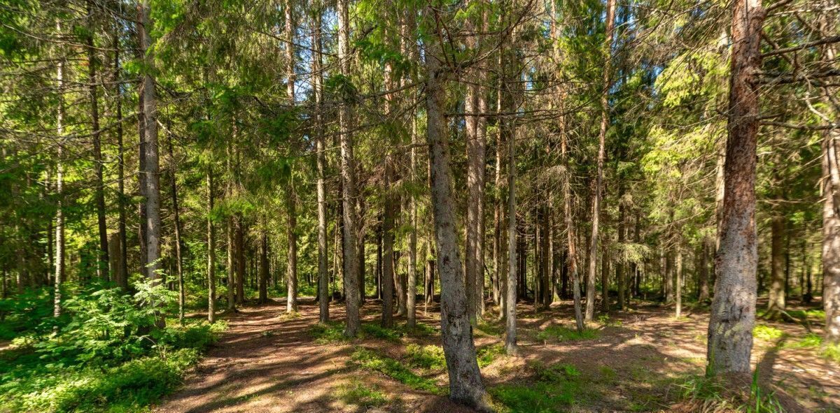 земля р-н Всеволожский Лесколовское с/пос, Кавголовские Холмы кп, Девяткино, 16 фото 17