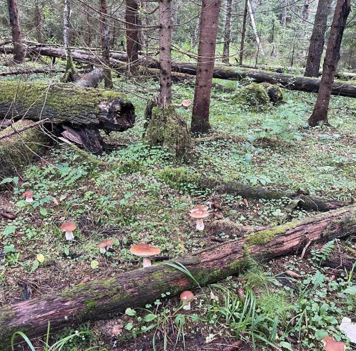 земля городской округ Волоколамский Рижские Дворики 2 кп, 46 фото 10