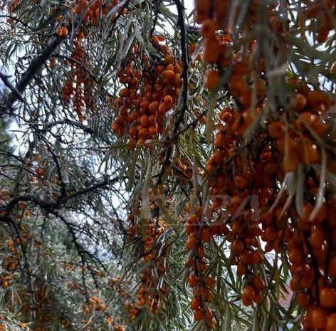 дом г Тюмень р-н Ленинский снт Плодовое ул Кленовая фото 6