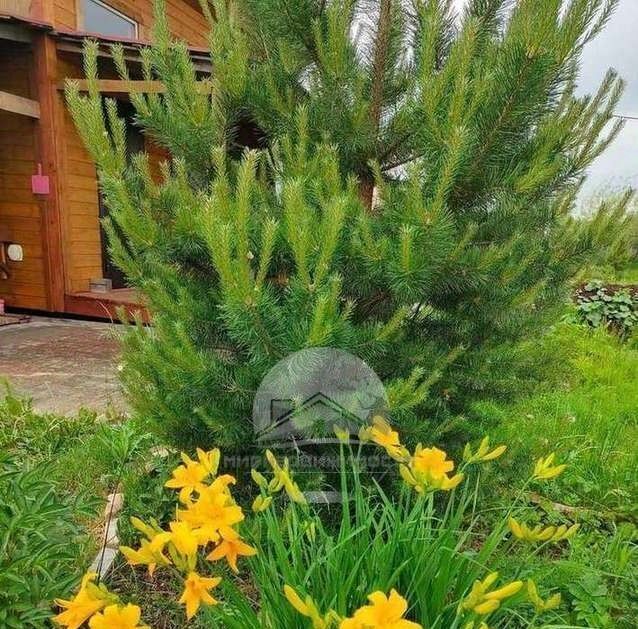 земля г Великий Новгород Ветеран-Мостищи СТ, 183 фото 29