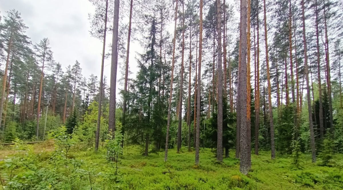 земля р-н Выборгский п Ленинское территория Тулокас пос, Первомайское с фото 3