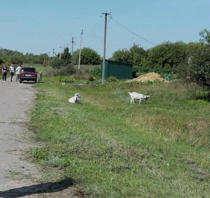 земля р-н Вытегорский г Вытегра сельское поселение Девятинское фото 1