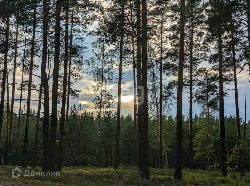 земля городской округ Шатура с Пышлицы 55а фото 3