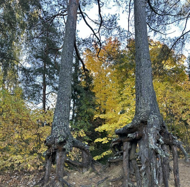 земля р-н Всеволожский Токсовское городское поселение, Токсово городской поселок, Девяткино, ул. Пляжная, 5/1 фото 38