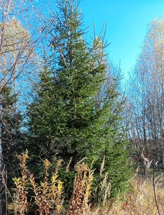 земля городской округ Сергиево-Посадский с Радонеж Медведково, 57 фото 6