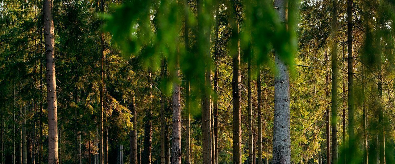 земля городской округ Одинцовский Матрешки Вилладж кп фото 31