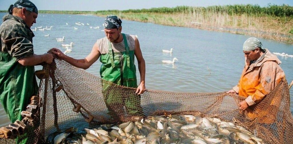 земля р-н Славянский ст-ца Черноерковская Черноерковское с/пос фото 1