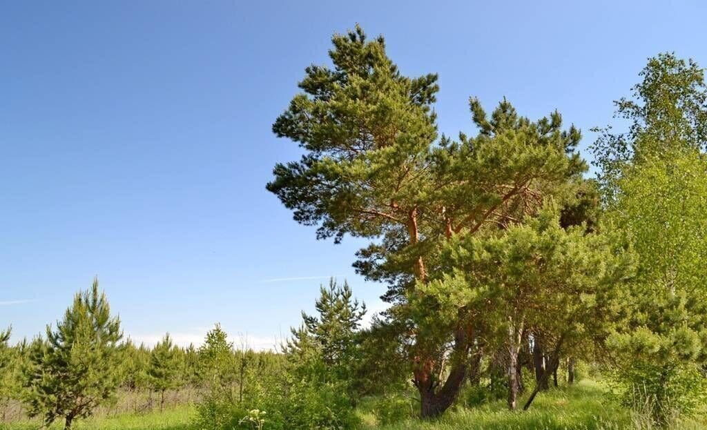 земля направление Курское (юг) ш Симферопольское 87 км, Тульская обл., Заокский р-н, д. Крюково, Пущино фото 1