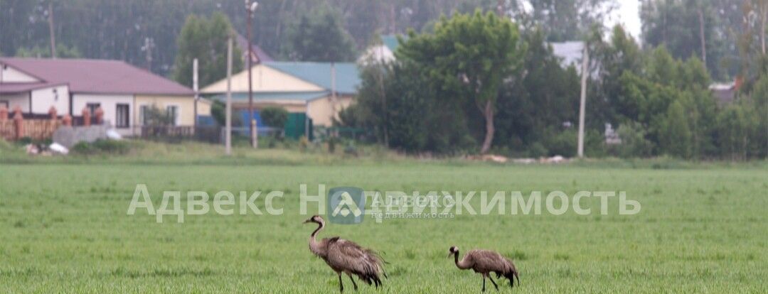 земля р-н Тюменский с Салаирка ул Незговорова 16 фото 3