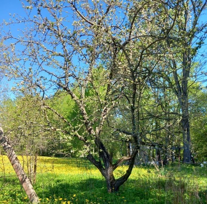 дом р-н Плюсский д Погорелово ул Центральная 22 фото 3