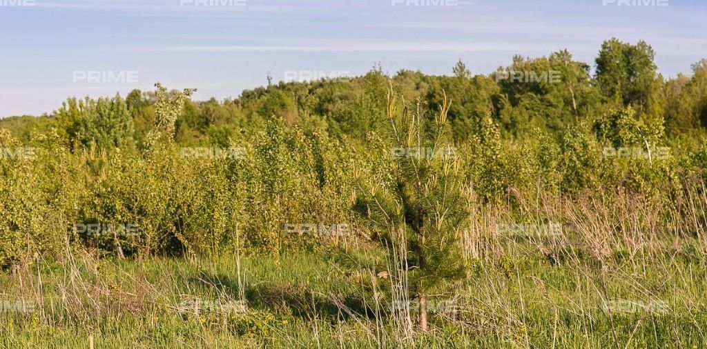 земля городской округ Истра д Чесноково Ренессанс Парк кп, Нахабино, 202А фото 3